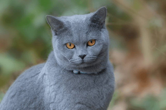 Cat Price British Blue Shorthair Breeders British Shorthair Cat
