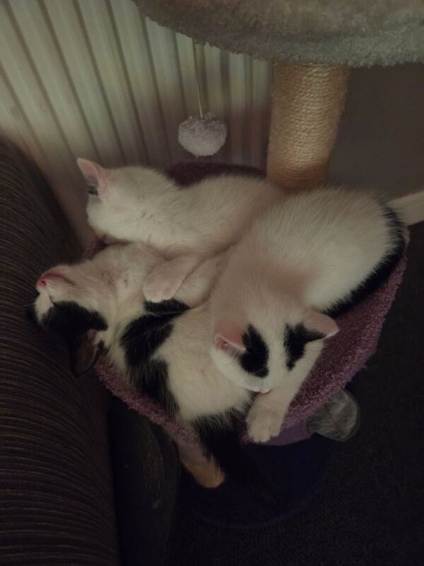 British Shorthair kittens for sale in Worthing, West Sussex β 9 weeks old - Image 2 of 4