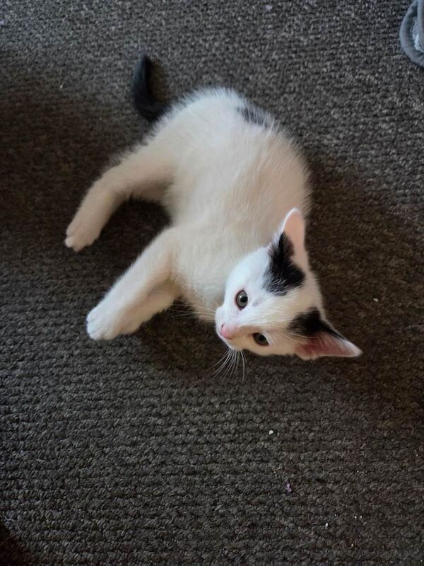 British Shorthair kittens for sale in Worthing, West Sussex β 9 weeks old - Image 4 of 4