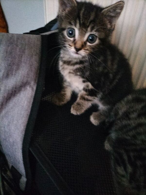British Shorthair kittens for sale in Portsmouth, Hampshire – 10 weeks old - Image 3 of 11