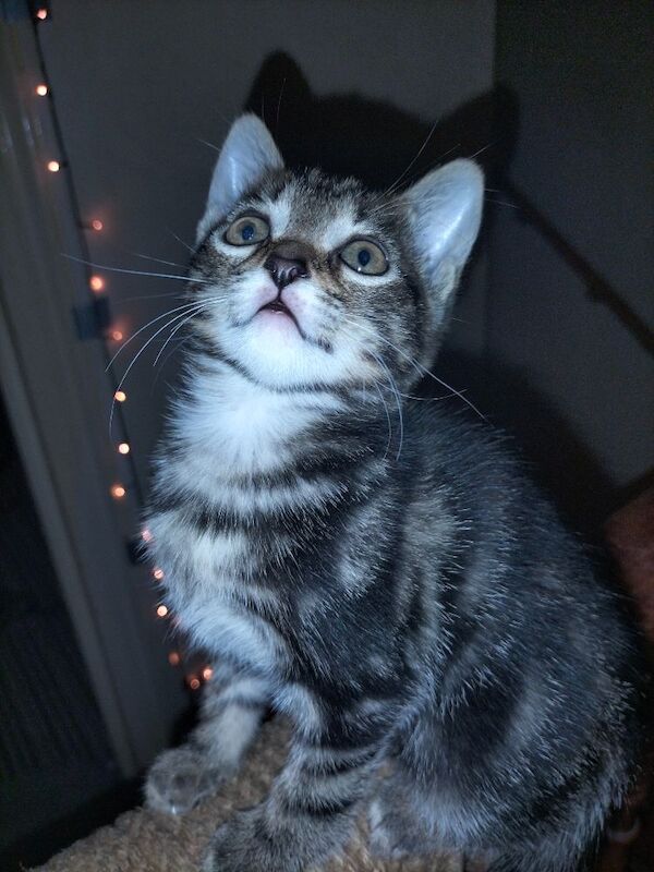 British Shorthair kittens for sale in Portsmouth, Hampshire – 10 weeks old - Image 4 of 11