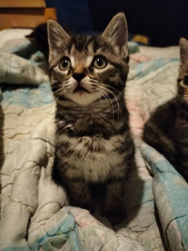 British Shorthair kittens for sale in Portsmouth, Hampshire – 10 weeks old - Image 6 of 11