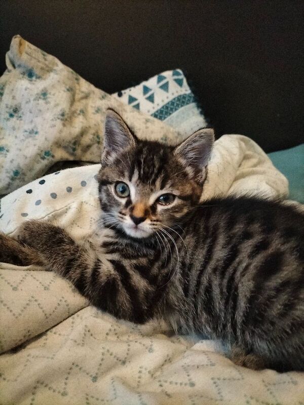 British Shorthair kittens for sale in Portsmouth, Hampshire – 10 weeks old - Image 11 of 11
