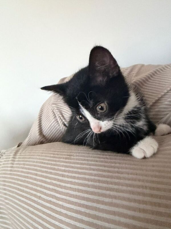 British Shorthair kittens for sale in Broughton, Buckinghamshire – 9 weeks old