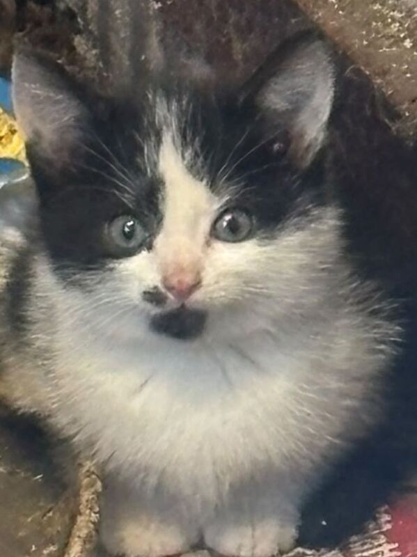 (1 black and white left ) British short hair kittens ready