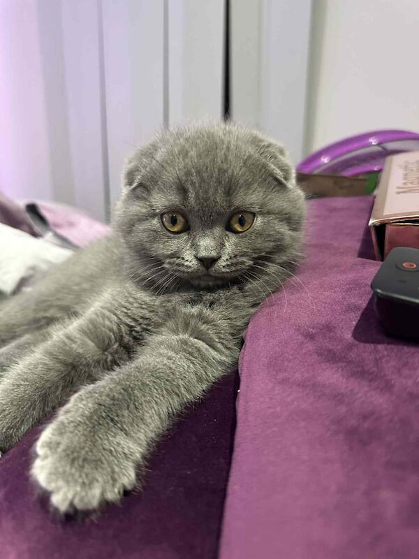 British Shorthair kittens for sale in Southend-on-Sea, Essex – 3 months old