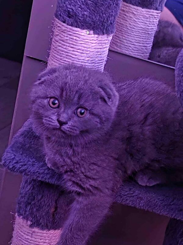 British Shorthair kittens for sale in Southend-on-Sea, Essex – 3 months old - Image 2 of 4