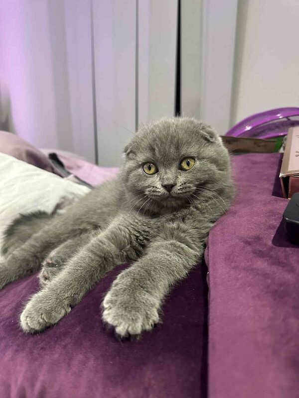 British Shorthair kittens for sale in Southend-on-Sea, Essex – 3 months old - Image 3 of 4