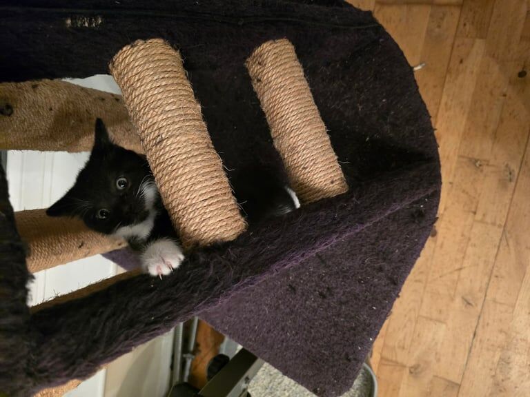 British Shorthair kittens for sale in Lower Earley, Berkshire – 10 weeks old - Image 2 of 3