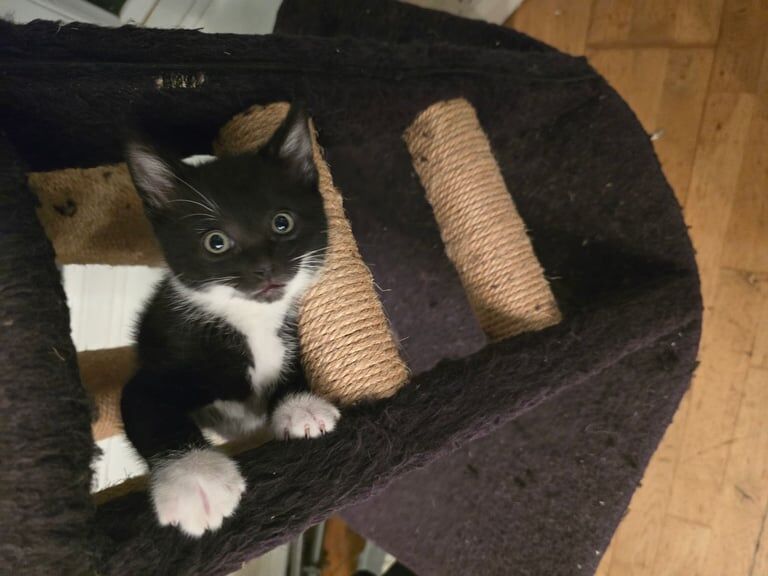 British Shorthair kittens for sale in Lower Earley, Berkshire – 10 weeks old - Image 3 of 3