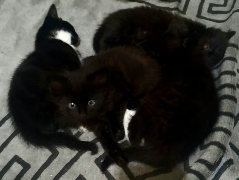 British Shorthair kittens for sale in East Dulwich, Greater London – 10 months old - Image 2 of 3