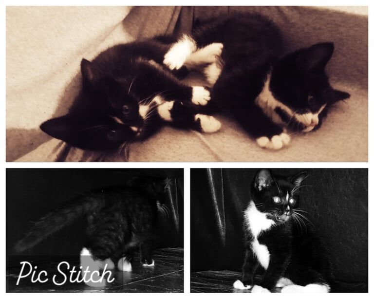 British Shorthair kittens for sale in East Dulwich, Greater London – 10 months old - Image 3 of 3