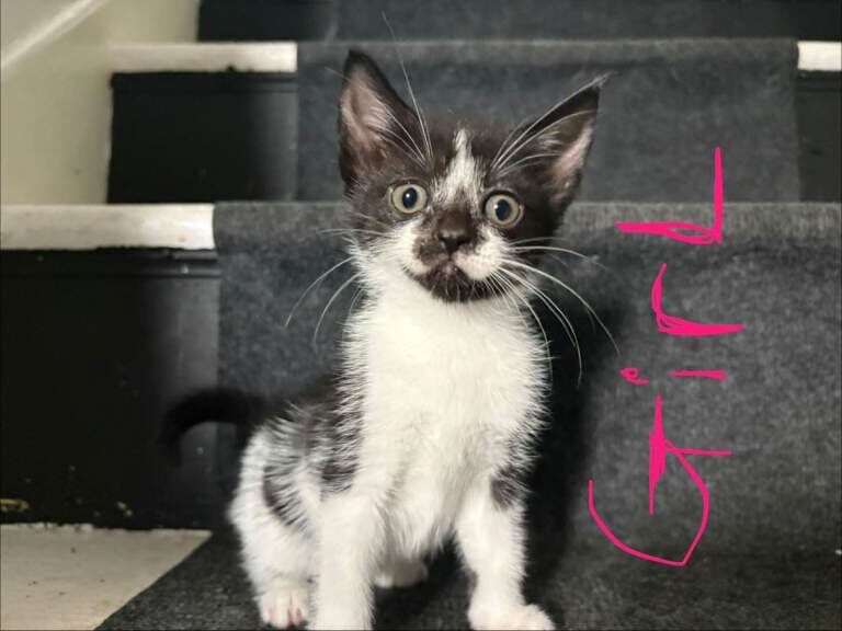 British Shorthair kittens for sale in Clifton, Nottinghamshire – 8 weeks old