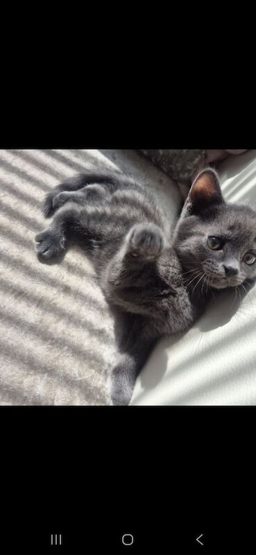 British Shorthair kittens for sale in Ilford, Greater London – 10 weeks old