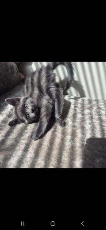 British Shorthair kittens for sale in Ilford, Greater London – 10 weeks old - Image 2 of 3