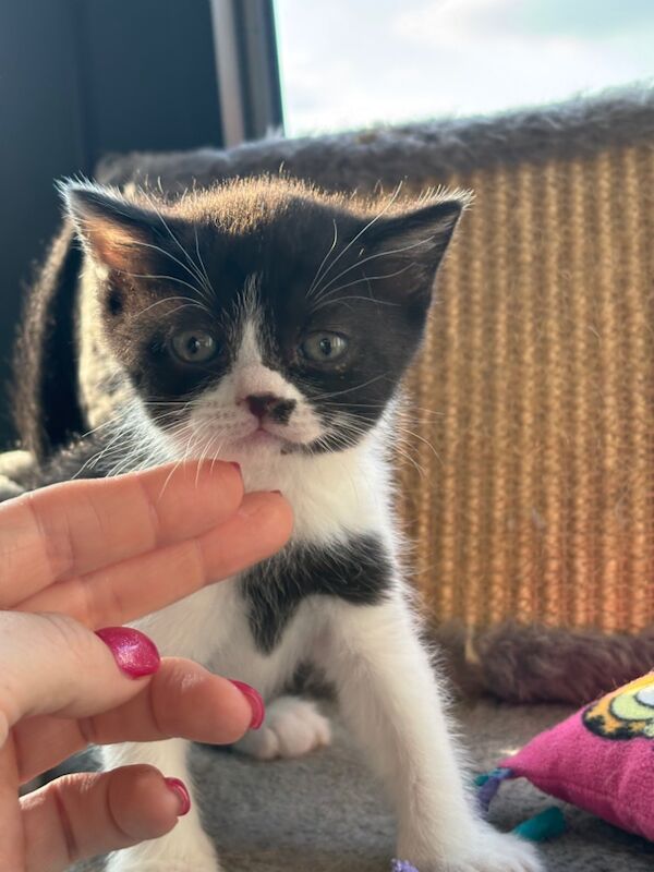 British Shorthair kittens for sale in Doddington, Cambridgeshire – 9 weeks old