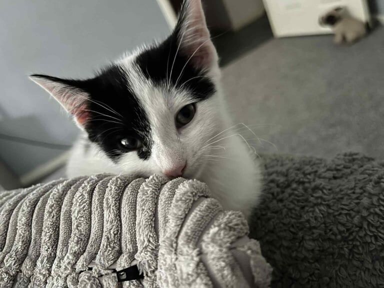 British Shorthair kittens for sale in Washington, Tyne and Wear – 3 months old - Image 2 of 3