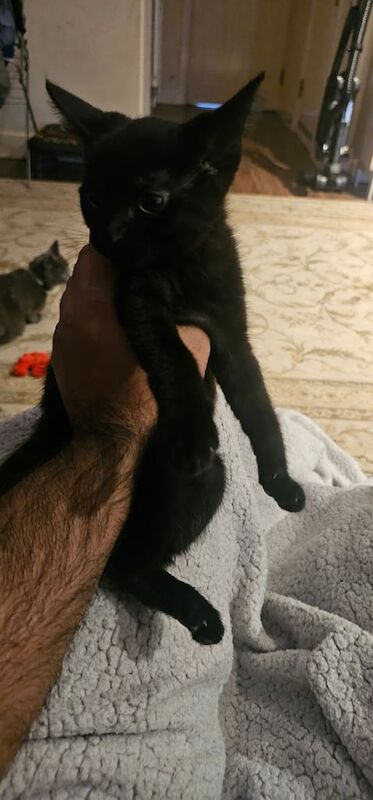 British Shorthair kittens for sale in Wembley, Greater London – 3 months old - Image 2 of 5