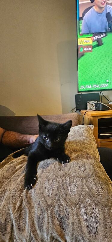 British Shorthair kittens for sale in Wembley, Greater London – 3 months old - Image 4 of 5