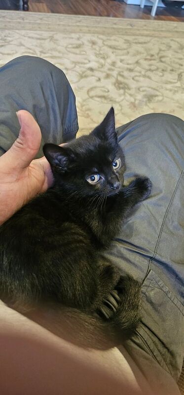 British Shorthair kittens for sale in Wembley, Greater London – 11 weeks old