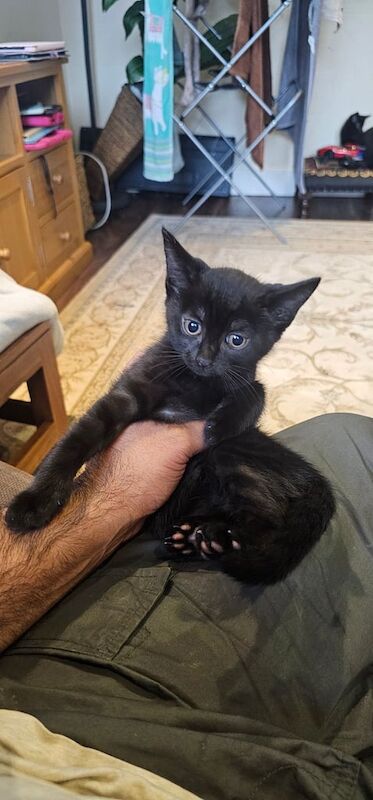 British Shorthair kittens for sale in Wembley, Greater London – 11 weeks old - Image 2 of 3