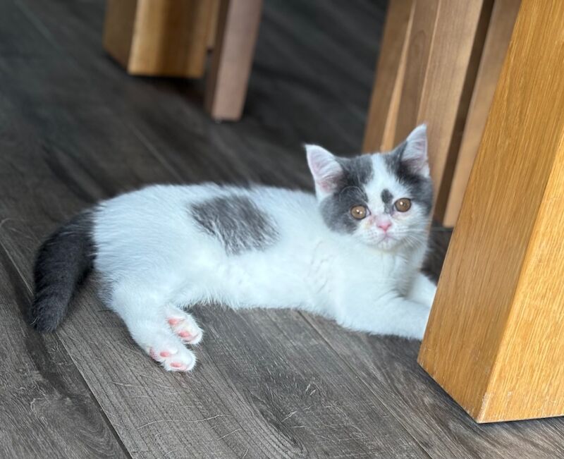 British Shorthair kittens for sale in March, Cambridgeshire – 12 weeks old