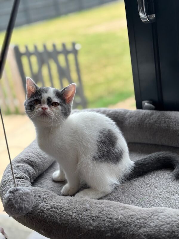 British Shorthair kittens for sale in March, Cambridgeshire – 12 weeks old - Image 4 of 7
