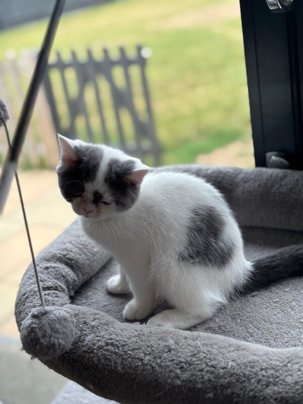 British Shorthair kittens for sale in March, Cambridgeshire – 12 weeks old - Image 5 of 7