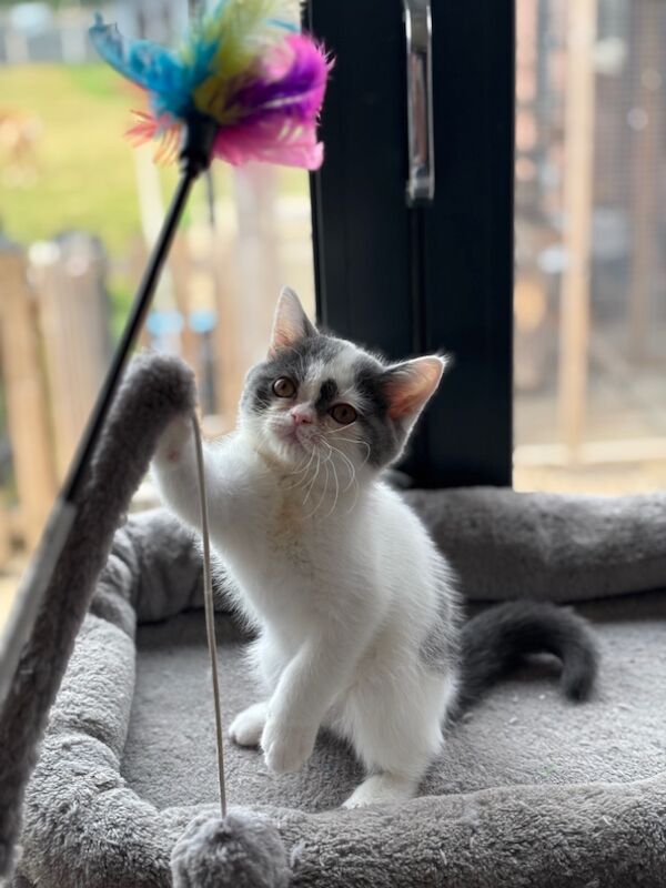British Shorthair kittens for sale in March, Cambridgeshire – 12 weeks old - Image 6 of 7