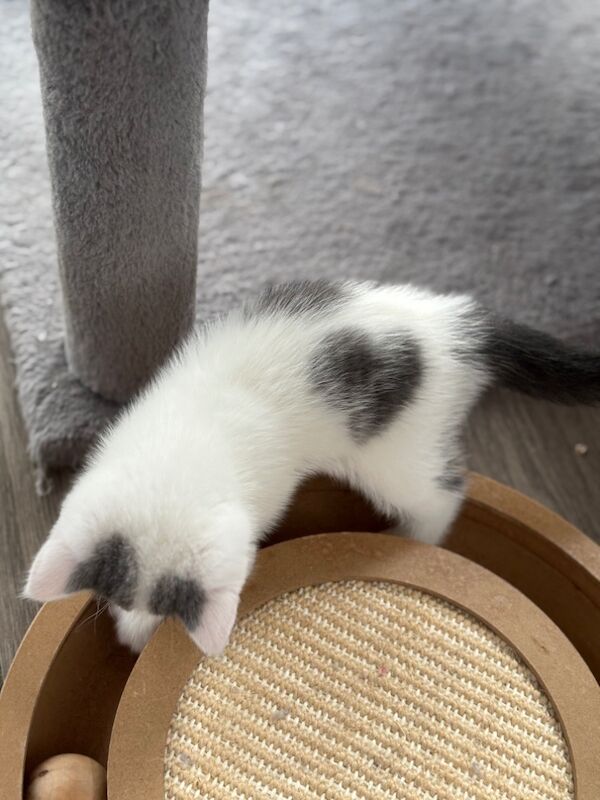 British Shorthair kittens for sale in March, Cambridgeshire – 12 weeks old - Image 7 of 7
