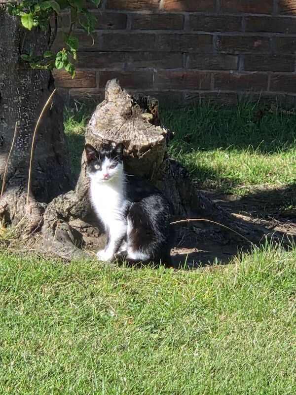 1 year old cat