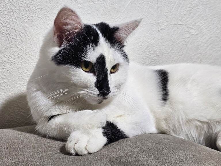 British Shorthair kittens for sale in Bolton, Greater Manchester – 1 year old