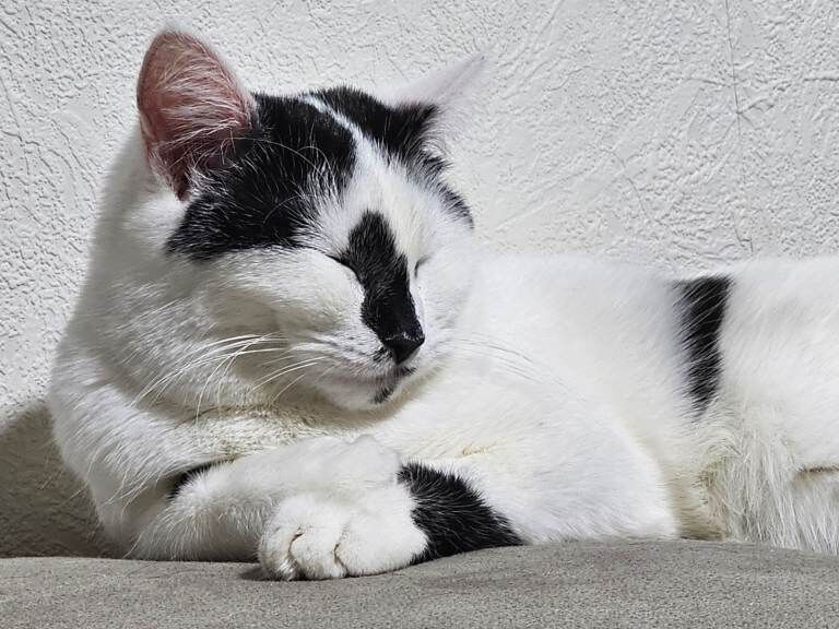 British Shorthair kittens for sale in Bolton, Greater Manchester – 1 year old - Image 2 of 4