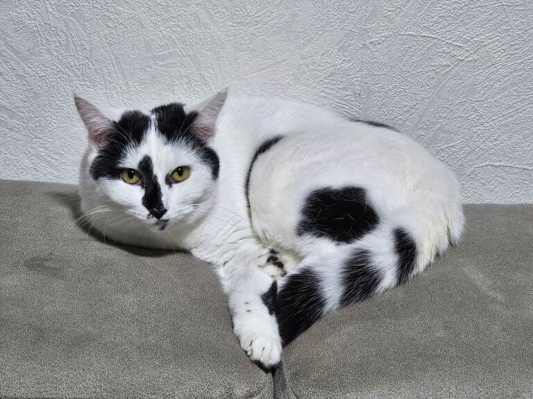 British Shorthair kittens for sale in Bolton, Greater Manchester – 1 year old - Image 3 of 4