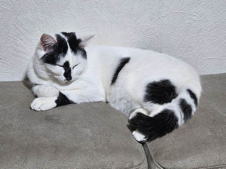 British Shorthair kittens for sale in Bolton, Greater Manchester – 1 year old - Image 4 of 4