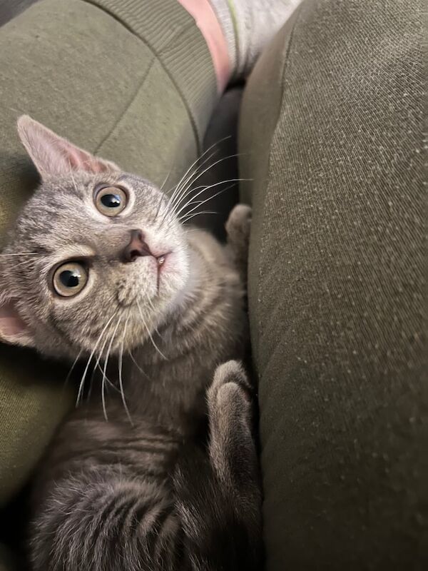 British Shorthair kittens for sale in Southampton, Hampshire – 1 year old