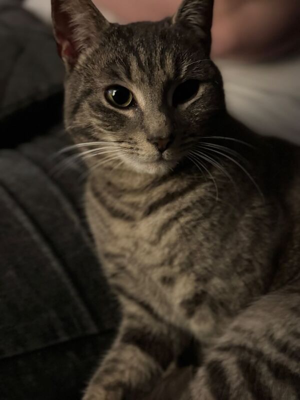 British Shorthair kittens for sale in Southampton, Hampshire – 1 year old - Image 2 of 3