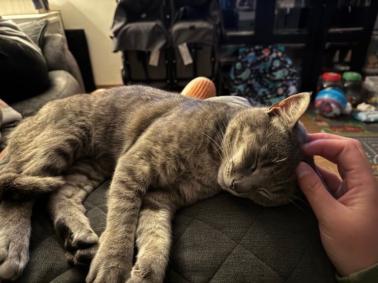 British Shorthair kittens for sale in Southampton, Hampshire – 1 year old - Image 3 of 3