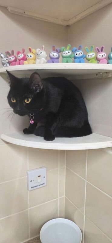 British Shorthair kittens for sale in Dereham, Norfolk – 1 year old