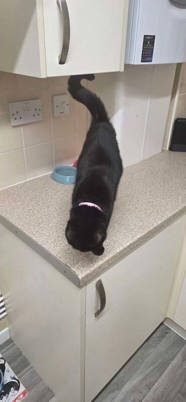 1 year old Luna for sale - Image 2 of 3