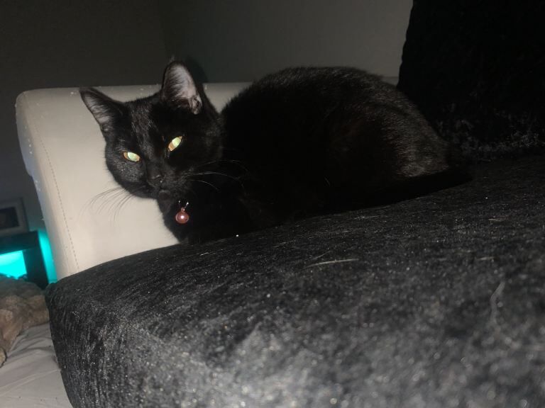 1 year old Luna for sale - Image 3 of 3