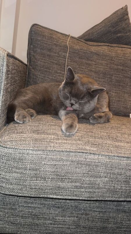 1 Year Old Male British Shorthair – Calm, Playful & Very Friendly