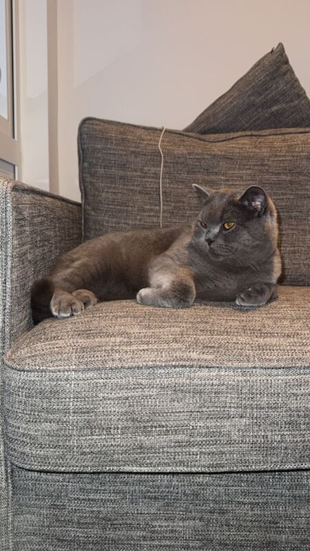 1 Year Old Male British Shorthair – Calm, Playful & Very Friendly - Image 2 of 4