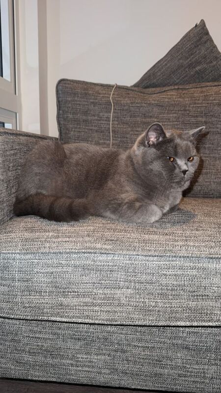 1 Year Old Male British Shorthair – Calm, Playful & Very Friendly - Image 3 of 4