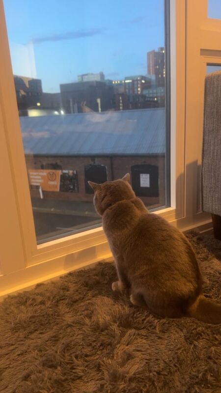 1 Year Old Male British Shorthair – Calm, Playful & Very Friendly - Image 4 of 4