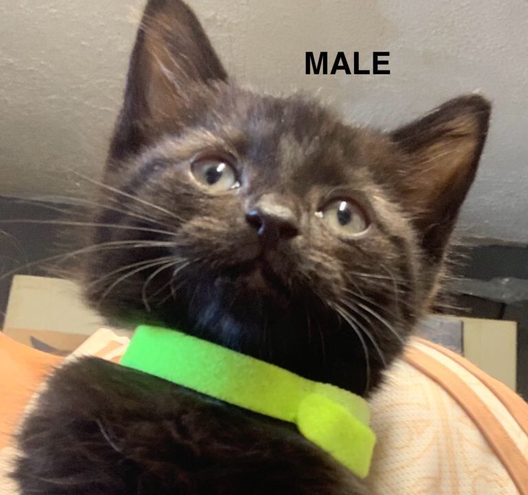10 beautiful kittens for sale