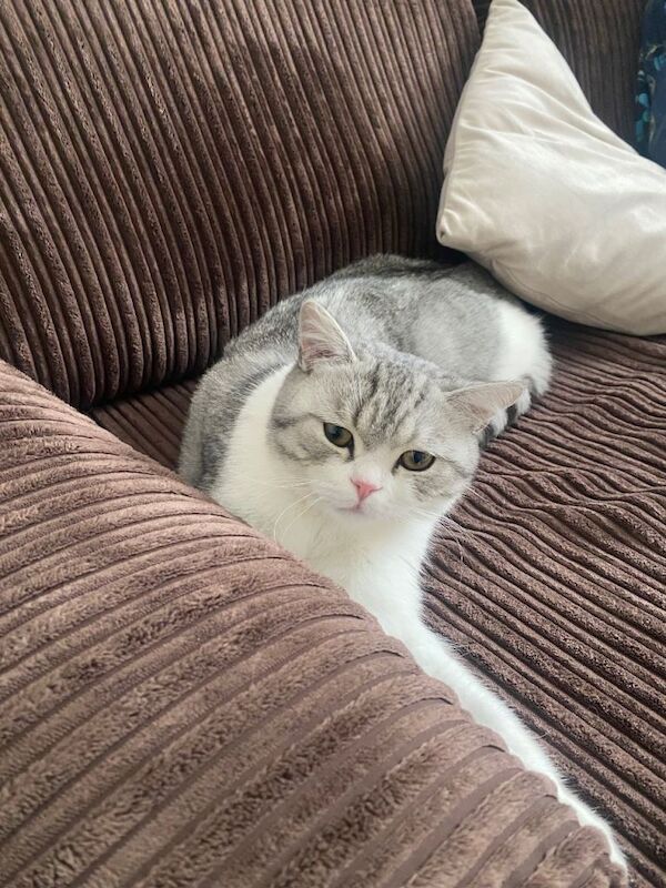 10 months British short hair