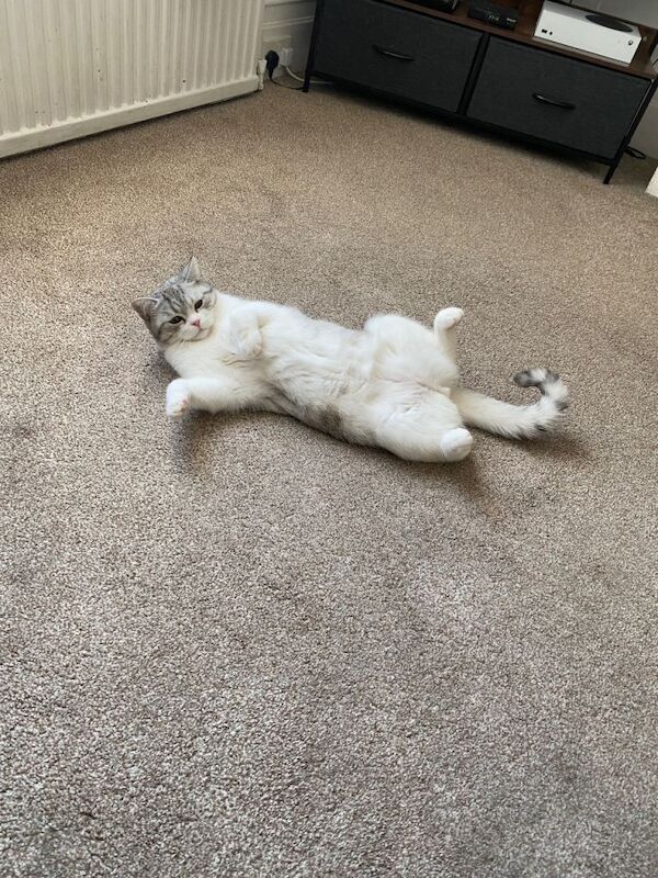 10 months British short hair - Image 2 of 4