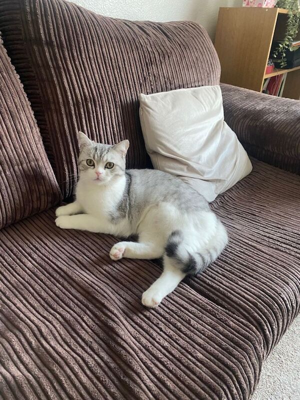 10 months British short hair - Image 3 of 4