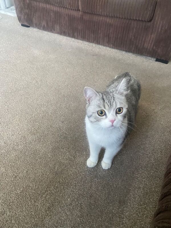 10 months British short hair - Image 4 of 4